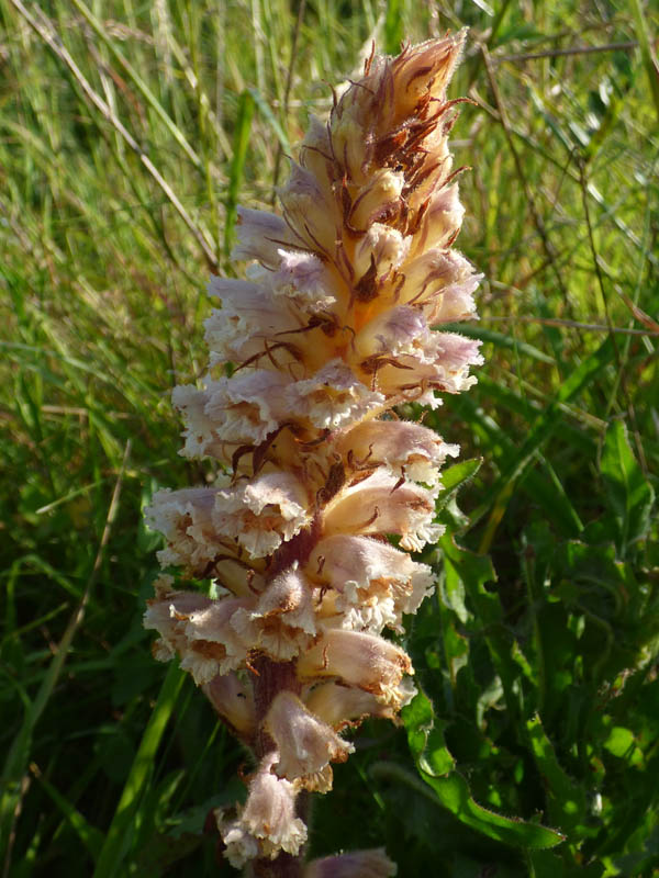 Orobanche hederae